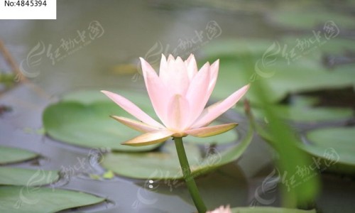 【早期肺癌没有症状是什么症状图片】早期肺癌没有症状是什么症状表现 - 早期肺癌没有症状是什么症状网
